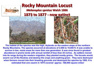 RRoocckkyy MMoouunnttaaiinn LLooccuusstt 
MMeellaannoopplluuss sspprreettuuss WWaallsshh 11886666 
11887733 ttoo 11887777 -- nnooww eexxttiinncctt 
Photo by Jim Conrad 
Photo courtesy of University Cambridge 
The habitat of the species was the high, drylands on the eastern slope of the northern 
Rocky Mountains. The species occurred at elevations of 2,000 to 10,000 ft. It was unable to 
survive in low, moist areas for more than one generation. It was once found in greatest 
abundance in prairie lands with annual rainfall of less than 25 inches. As settlers moved 
into its range during the western migration, they planted mostly grains. The locusts would 
swarm out of the Rockies and destroy the crops and anything green. They were destroyed 
when farmers moved into their breeding grounds and destroyed the species by 1902. It is 
estimated that one swarm in 1874 covered approx. 198,000 square miles! 
 