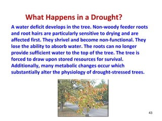 43 
What Happens in a Drought? 
A water deficit develops in the tree. Non-woody feeder roots 
and root hairs are particularly sensitive to drying and are 
affected first. They shrivel and become non-functional. They 
lose the ability to absorb water. The roots can no longer 
provide sufficient water to the top of the tree. The tree is 
forced to draw upon stored resources for survival. 
Additionally, many metabolic changes occur which 
substantially alter the physiology of drought-stressed trees. 
 