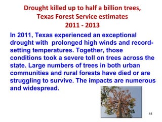 44 
Drought killed up to half a billion trees, 
Texas Forest Service estimates 
2011 - 2013 
In 2011, Texas experienced an exceptional 
drought with prolonged high winds and record-setting 
temperatures. Together, those 
conditions took a severe toll on trees across the 
state. Large numbers of trees in both urban 
communities and rural forests have died or are 
struggling to survive. The impacts are numerous 
and widespread. 
 
