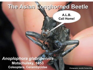TThhee AAssiiaann LLoonngghhoorrnneedd BBeeeettllee 
45 
Anoplophora glabripennis 
Motschulsky, 1853 
Coleoptera, Cerambycidae 
A.L.B. 
Call Home! 
Photographer: Jennifer Forman Orth 
 