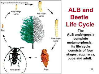 ALB and 
Beetle 
Life Cycle 
46 
Diagram by Michael Bohne, Bugwood.org 
The 
ALB undergoes a 
complete 
metamorphosis. 
Its life cycle 
consists of four 
stages: egg, larva, 
pupa and adult. 
 