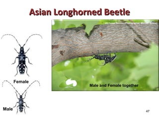 47 
AAssiiaann LLoonngghhoorrnneedd BBeeeettllee 
Female 
Male and Female together 
Male 
US Forest Service (Photographer: Michael Bohne) 
 