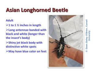 AAssiiaann LLoonngghhoorrnneedd BBeeeettllee 
Adult 
1 to 1 ½ inches in length 
Long antennae banded with 
black and white (longer than 
the insect’s body) 
Shiny jet black body with 
distinctive white spots 
May have blue color on feet 
 