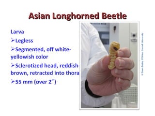 AAssiiaann LLoonngghhoorrnneedd BBeeeettllee 
Larva 
Legless 
Segmented, off white-yellowish 
color 
Sclerotized head, reddish-brown, 
retracted into thorax 
55 mm (over 2″) 
 