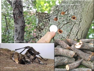 50 
Photo courtesy of USDA 
Photo by Joe Boggs, Ohio SU 
Photo by Mike Boehne 
Photo from PA Dept of Forestry 
 