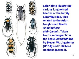 Color plate illustrating 
various longhorned 
beetles of the family 
Cerambycidae, taxa 
related to the Asian 
Longhorned Beetle 
Anoplophora 
glabripennis. Taken 
from a monograph on 
the genus Anoplophora 
by Steven W. Lingafelter 
(USDA) and E. Richard 
Hoebeke (Cornell). 
53 
 