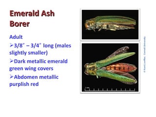 EEmmeerraalldd AAsshh 
BBoorreerr 
Adult 
3/8″ – 3/4″ long (males 
slightly smaller) 
Dark metallic emerald 
green wing covers 
Abdomen metallic 
purplish red 
 