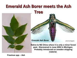 EEmmeerraalldd AAsshh BBoorreerr mmeeeettss tthhee AAsshh 
photo from Bugguide 
Fraxinus spp. - Ash 
Emerald Ash Borer 
Native to NE China where it is only a minor forest 
pest. Discovered in June 2002 in Michigan. 
Probably introduced on wooden shipping 
material. 
TTrreeee 
 