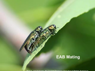 57 
EAB Mating 
Photo by Jared Spokowsky, New York State Department of Agriculture and Markets, Bugwood.org 
 