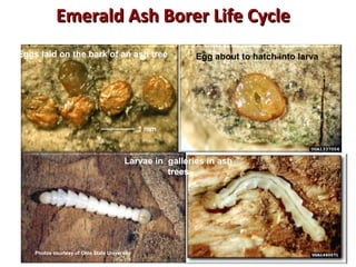 Emerald AAsshh BBoorreerr LLiiffee CCyyccllee 
Eggs laid on the bark of an ash tree Egg about to hatch into larva 
larva 
Larvae in galleries in ash 
trees 
Photos courtesy of Ohio State University 
 