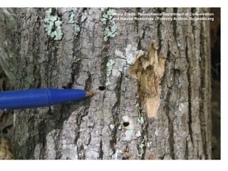 Photo Credit: Pennsylvania Department of Conservation 
and Natural Resources - Forestry Archive, Bugwood.org 
 