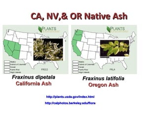 CCAA,, NNVV,,&& OORR NNaattiivvee AAsshh 
FFrraaxxiinnuuss ddiippeettaallaa 
CCaalliiffoorrnniiaa AAsshh 
FFrraaxxiinnuuss llaattiiffoolliiaa 
OOrreeggoonn AAsshh 
hhttttpp::////ppllaannttss..uussddaa..ggoovv//iinnddeexx..hhttmmll 
hhttttpp::////ccaallpphhoottooss..bbeerrkkeelleeyy..eedduu//fflloorraa// 
 