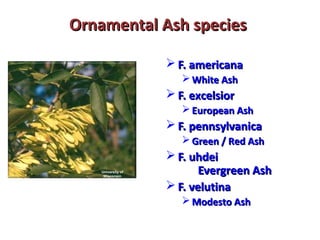 Ornamental AAsshh ssppeecciieess 
University of 
Wisconsin 
FF.. aammeerriiccaannaa 
WWhhiittee AAsshh 
FF.. eexxcceellssiioorr 
EEuurrooppeeaann AAsshh 
FF.. ppeennnnssyyllvvaanniiccaa 
GGrreeeenn // RReedd AAsshh 
FF.. uuhhddeeii 
EEvveerrggrreeeenn AAsshh 
FF.. vveelluuttiinnaa 
MMooddeessttoo AAsshh 
 