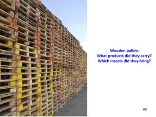 66 
Wooden pallets 
What products did they carry? 
Which insects did they bring? 
 