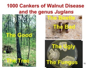1000 Cankers of Walnut Disease 
70 
and the genus Juglans 
The Beetle 
The Bad 
Foto de L.L. Strand. 
The Good 
The Ugly 
The Ugly 
The Fungus 
The Tree The Fungus 
 