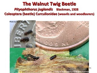 71 
TThhee WWaallnnuutt TTwwiigg BBeeeettllee 
PPiittyyoopphhtthhoorruuss jjuuggllaannddiiss BBllaacckkmmaann,, 1992288 
CCoolleeoopptteerraa ((bbeeeettllee)) CCuurrccuulliioonniiddaaee ((wweeaavviillss aanndd wwooooddbboorreerrss)) 
Photo by Ned Tisserat and Whitney Cranshaw 
Photo by Steve Seybold 
 