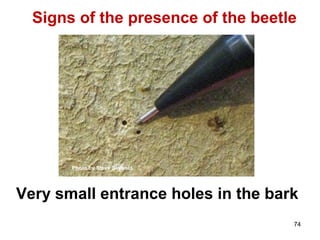 Signs of the presence of the beetle 
Very small entrance holes in the bark 
74 
Photo by Steve Seybold 
 