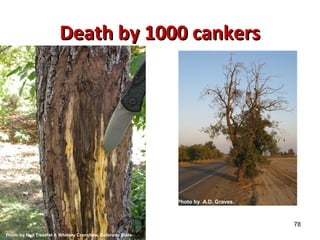 78 
DDeeaatthh bbyy 1000 ccaannkkeerrss 
Photo by A.D. Graves. 
Photo by Ned Tisserat & Whitney Cranshaw, Colorado State 
 