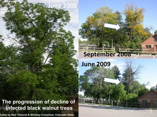 79 
June 2008 
September 2008 
June 2009 
The progression of decline of 
Infected black walnut trees 
photos by Ned Tisserat & Whitney Cranshaw, Colorado State 
 