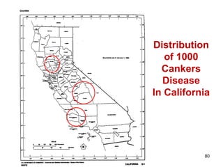 Distribution 
of 1000 
Cankers 
Disease 
In California 
80 
 