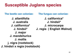 81 
Susceptible Juglans species 
The beetle can colonize: 
J. ailantifolia 
J. australis 
J. californica* 
J. hindsii* 
J. major 
J. mandshurica 
J. mollis 
j. nigra (rootstock) 
The fungus can colonize: 
J. hindsii x regia (rootstock) 
J. californica* 
J. hindsii* 
J. microcarpa 
J. regia ( English Walnut) 
 