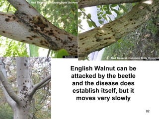 Ned Tisserat, Colorado State University 
Ned Tisserat, Colorado State University 
English Walnut can be 
attacked by the beetle 
and the disease does 
establish itself, but it 
moves very slowly 
82 
 