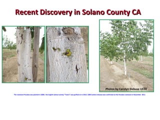 Recent Discovery iinn SSoollaannoo CCoouunnttyy CCAA 
Photos by Carolyn Debuse UCCE 
The rootstock Paradox was planted in 2009; the English walnut variety “Tulare” was grafted on in 2010. 1000 Cankers disease was confirmed on the Paradox rootstock in November 2011. 
 