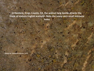 In Hanford, Kings County, CA, the walnut twig beetle attacks the 
trunk of mature English walnuts. Note the many very small entrance 
holes 
Photos by Elizabeth Fichtner, UCCE 
 