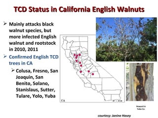 TCD Status iinn CCaalliiffoorrnniiaa EEnngglliisshh WWaallnnuuttss 
 Mainly attacks black 
walnut species, but 
more infected English 
walnut and rootstock 
in 2010, 2011 
 Confirmed English TCD 
trees in CA 
Colusa, Fresno, San 
Joaquin, San 
Benito, Solano, 
Stanislaus, Sutter, 
Tulare, Yolo, Yuba 
Howard in 
Yuba Co. 
courtesy: Janine Hasey 
 