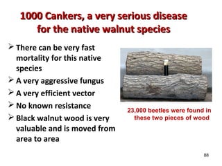 88 
1000 Cankers, aa vveerryy sseerriioouuss ddiisseeaassee 
ffoorr tthhee nnaattiivvee wwaallnnuutt ssppeecciieess 
There can be very fast 
mortality for this native 
species 
A very aggressive fungus 
A very efficient vector 
No known resistance 
Black walnut wood is very 
valuable and is moved from 
area to area 
23,000 beetles were found in 
these two pieces of wood 
 