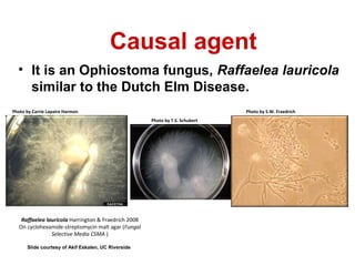 Causal agent 
• It is an Ophiostoma fungus, Raffaelea lauricola 
similar to the Dutch Elm Disease. 
Photo by S.W. Fraedrich 
Photo by Carrie Lapaire Harmon 
Raffaelea lauricola Harrington & Fraedrich 2008 
On cyclohexamide-streptomycin malt agar (Fungal 
Selective Media CSMA ) 
Slide courtesy of Akif Eskalen, UC Riverside 
Photo by T.S. Schubert 
 