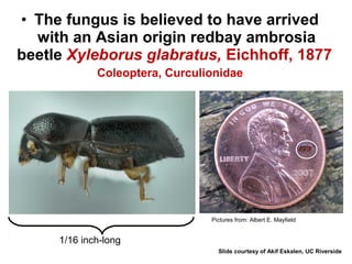 • The fungus is believed to have arrived 
with an Asian origin redbay ambrosia 
beetle Xyleborus glabratus, Eichhoff, 1877 
Coleoptera, Curculionidae 
1/16 inch-long 
Pictures from: Albert E. Mayfield 
Slide courtesy of Akif Eskalen, UC Riverside 
 