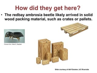 • The redbay ambrosia beetle likely arrived in solid 
wood packing material, such as crates or pallets. 
Pictures from: Albert E. Mayfield 
Slide courtesy of Akif Eskalen, UC Riverside 
 
