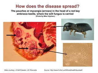 The pouches or mycangia (arrows) in the head of a red bay 
ambrosia beetle, where the wilt fungus is carried 
(Photo by Mike Ulyshen). 
Slide courtesy of Akif Eskalen, UC Riverside Source: http://www.fs.fed.us/r8/foresthealth/laurelwilt 
 