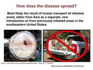 Most likely the result of human transport of infested 
wood, either from Asia as a separate, new 
introduction or from previously infested areas in the 
southeastern United States. 
Source: http://www.fs.fed.us/r8/foresthealth/laurelwilt 
Photo by: T. Coleman 
Slide courtesy of Akif Eskalen, UC Riverside 
 