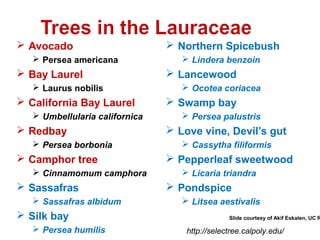  Avocado 
 Persea americana 
 Bay Laurel 
 Laurus nobilis 
 California Bay Laurel 
 Umbellularia californica 
 Redbay 
 Persea borbonia 
 Camphor tree 
 Cinnamomum camphora 
 Sassafras 
 Sassafras albidum 
 Silk bay 
 Persea humilis 
 Northern Spicebush 
 Lindera benzoin 
 Lancewood 
 Ocotea coriacea 
 Swamp bay 
 Persea palustris 
 Love vine, Devil’s gut 
 Cassytha filiformis 
 Pepperleaf sweetwood 
 Licaria triandra 
 Pondspice 
 Litsea aestivalis 
Slide courtesy of Akif Eskalen, UC Riverside 
http://selectree.calpoly.edu/ 
 