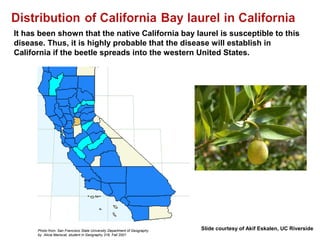 It has been shown that the native California bay laurel is susceptible to this 
disease. Thus, it is highly probable that the disease will establish in 
California if the beetle spreads into the western United States. 
Photo from: San Francisco State University Department of Geography 
by Alicia Mariscal, student in Geography 316, Fall 2001 
Slide courtesy of Akif Eskalen, UC Riverside 
 