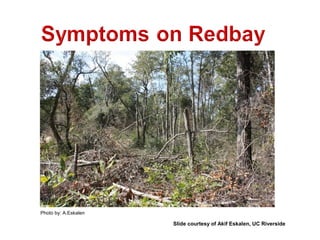 Photo by: A.Eskalen 
Slide courtesy of Akif Eskalen, UC Riverside 
 