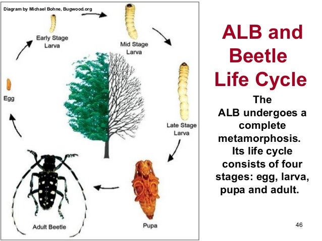 Tree pests to watch for in a changing climate blister beetle diagram 