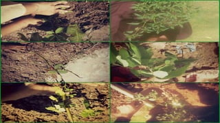 TEAM EFFORT
• Realizing the importance of trees team Green Trekkers took an initiative to plant trees.
• As charity begins at home, all of us first planted a tree in our own garden.
• Apart from ourselves we asked our friends and family members to plant a tree in their
own garden.
• We were really delighted to have a positive response from a number of them.
• Team GREEN TREKKERS carried out a plantation drive in SZABIST UNIVERSITY
ISLAMABAD.
 