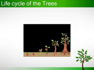 Life cycle of the Trees
 