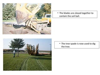 • The blades are closed together to
contain the soil ball.
• The tree spade is now used to dig
the tree.
 