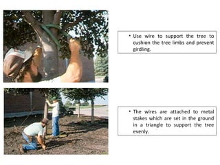 • The wires are attached to metal
stakes which are set in the ground
in a triangle to support the tree
evenly.
• Use wire to support the tree to
cushion the tree limbs and prevent
girdling.
 