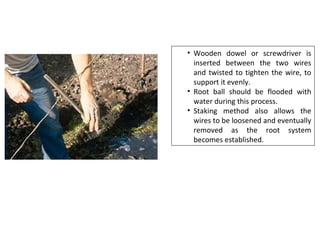 • Wooden dowel or screwdriver is
inserted between the two wires
and twisted to tighten the wire, to
support it evenly.
• Root ball should be flooded with
water during this process.
• Staking method also allows the
wires to be loosened and eventually
removed as the root system
becomes established.
 