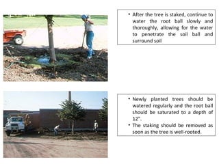 • After the tree is staked, continue to
water the root ball slowly and
thoroughly, allowing for the water
to penetrate the soil ball and
surround soil
• Newly planted trees should be
watered regularly and the root ball
should be saturated to a depth of
12".
• The staking should be removed as
soon as the tree is well-rooted.
 