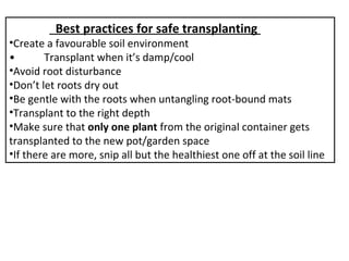 Best practices for safe transplanting
•Create a favourable soil environment
• Transplant when it’s damp/cool
•Avoid root disturbance
•Don’t let roots dry out
•Be gentle with the roots when untangling root-bound mats
•Transplant to the right depth
•Make sure that only one plant from the original container gets
transplanted to the new pot/garden space
•If there are more, snip all but the healthiest one off at the soil line
 