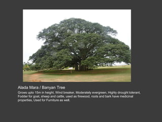 Tree planting at bbt | PPT