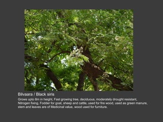 Tree planting at bbt | PPTX