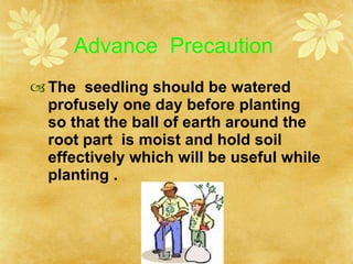 Advance  Precaution  <ul><li>The  seedling should be watered profusely one day before planting so that the ball of earth a...