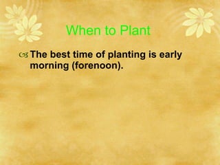When to Plant <ul><li>The best time of planting is early morning (forenoon). </li></ul>
